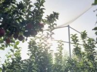 一线调研｜给阿克苏苹果“建网”！“冰糖心”风险减量正落到实处